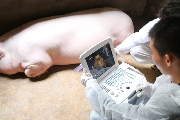 獸用b超在養(yǎng)殖場的實(shí)際應(yīng)用分析